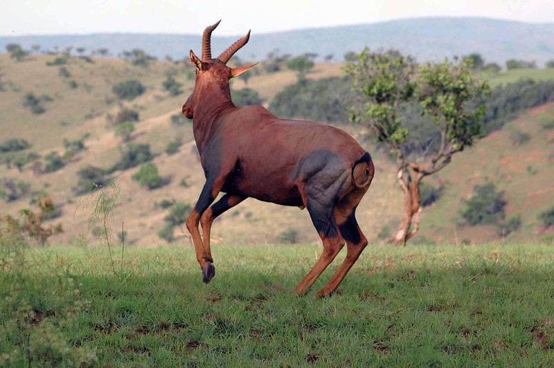 rwanda safaris akagera