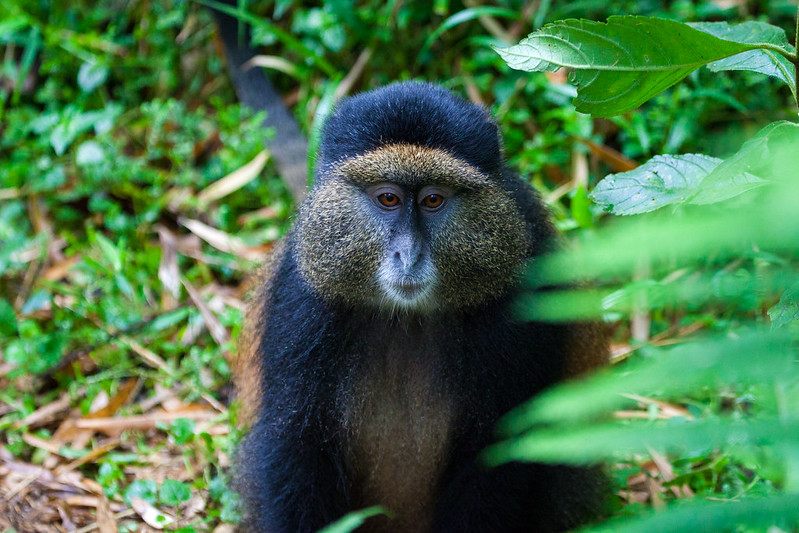 primates of Rwanda