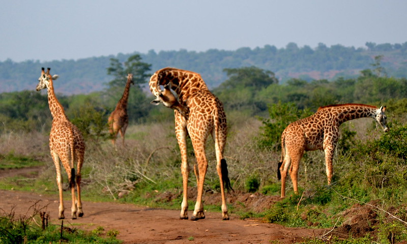 wildlife safaris in Akagera