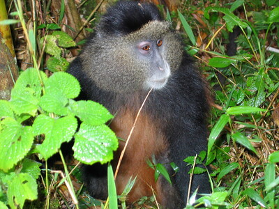 rwanda golden monkey