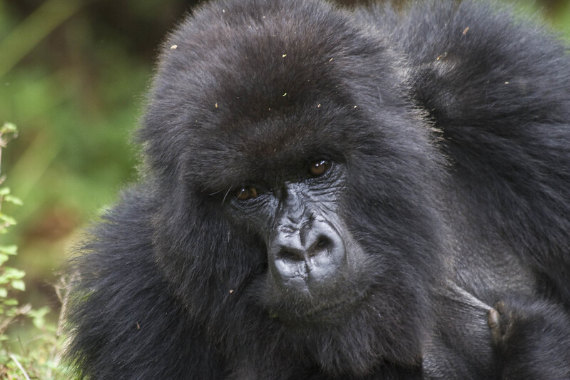 rwanda gorilla tours